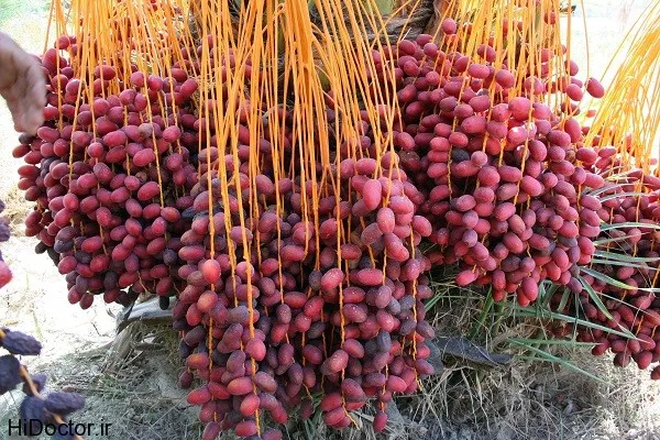 قیمت خرید خرمای صادراتی جهرم + طرز تهیه