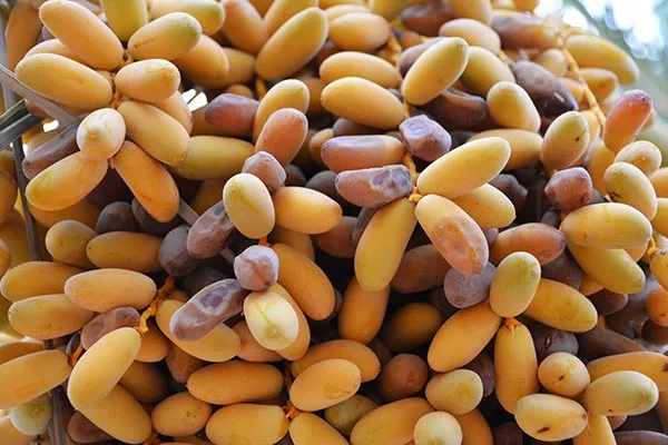 خرید و قیمت خرما کلوته درجه یک